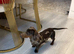 2 female dachshund