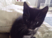 Kitten boy