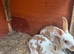 Stunning mini Rex 1 LEFT