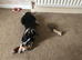 Border collie puppy