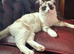 Pure Ragdolls DNA Tested Parents