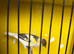 canary