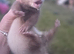Ferret kits hobs and Jill's available