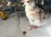 Bourbon Red Turkey Pullets hatched16/5/26
