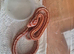 baby cornsnakes ,amel tessara 2026