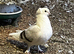 Pigeon for sale