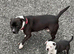 Stunning black pied female staff puppy
