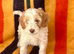 Adorable Jackapoo Pups Ready Now