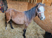 Welsh section A pony