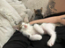 Mixed breed kittens