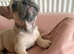 Stunning French Bulldogs
