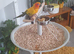Hand tame sun conure