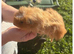 Male guinespigs