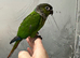 Hand reared baby conure parrots