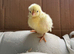 Serama chicks - chance of frizzle / silkied
