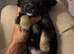 Puppy male pomchi