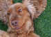 Red Sable Kc Show Cocker Spaniel for stud