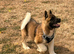 KC American Akita