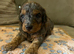Miniature cavapoos