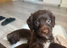 5 Sprockerpoo puppies