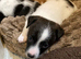 JACK RUSSELL TERRIOR
