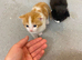 Kittens for new homes