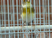2025 Male Goldfinch Mule