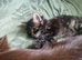 Cute male kitten looking for his family