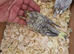 Cockatiels for sale
