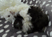 Lunkarya boar pair ready now