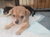 6 puppies for sale