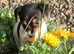 Miniature jack Russell pups for sale