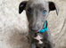 Whippet puppies ready to reserve