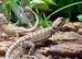 Hypo High Yellow Blue Bar Bearded Dragons at Birmingham Reptiles