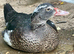 Stunning Muscovy ducklings