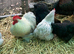 Lavender pekins POL hens