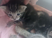 Kittens ready June!