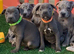 Last DNA health clear blue staffy girl pup