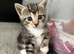 Kitten 4 weeks old