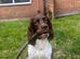 HANDSOME LIVER & WHITE ENGLISH SPRINGER SPANIEL AT STUD