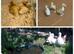 Flock of 5 ducks