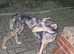saluki greyhound x collie greyhound