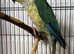 Young conure