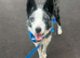 Fullt trained Blue merle boy