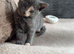 Russian blue x tabby kittens