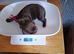 Lovely working sproker spaniels for sale u