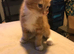 For gorgeous Kittens looking for new homes
