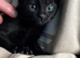 Black kitten