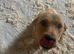 Labrador puppies