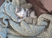 male 9 wk ragdoll